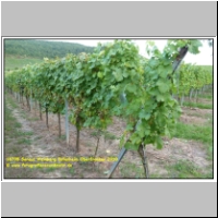 16705 Saraus Weinberg Bullenheim Oberfranken 2010.JPG